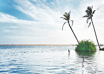 POOVAR